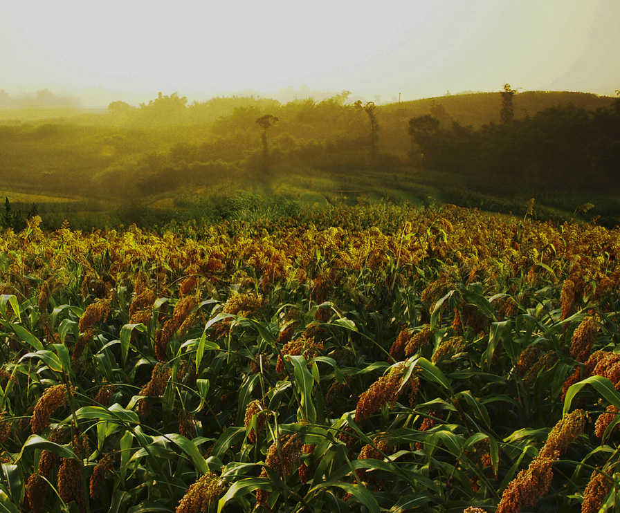 6008集团官方网站(中国)股份有限公司